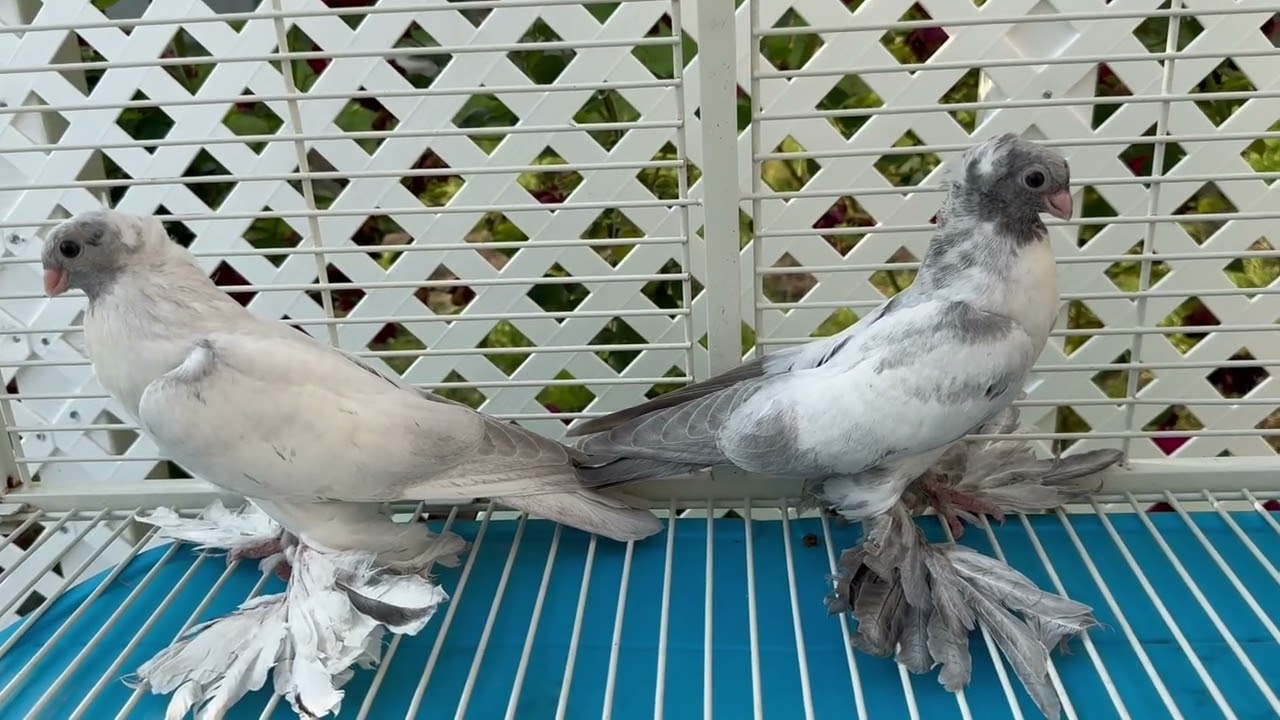 Pigeons sold 