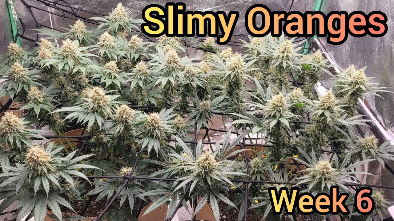 Slimy Oranges week 6 of flower - The Friendly Grower