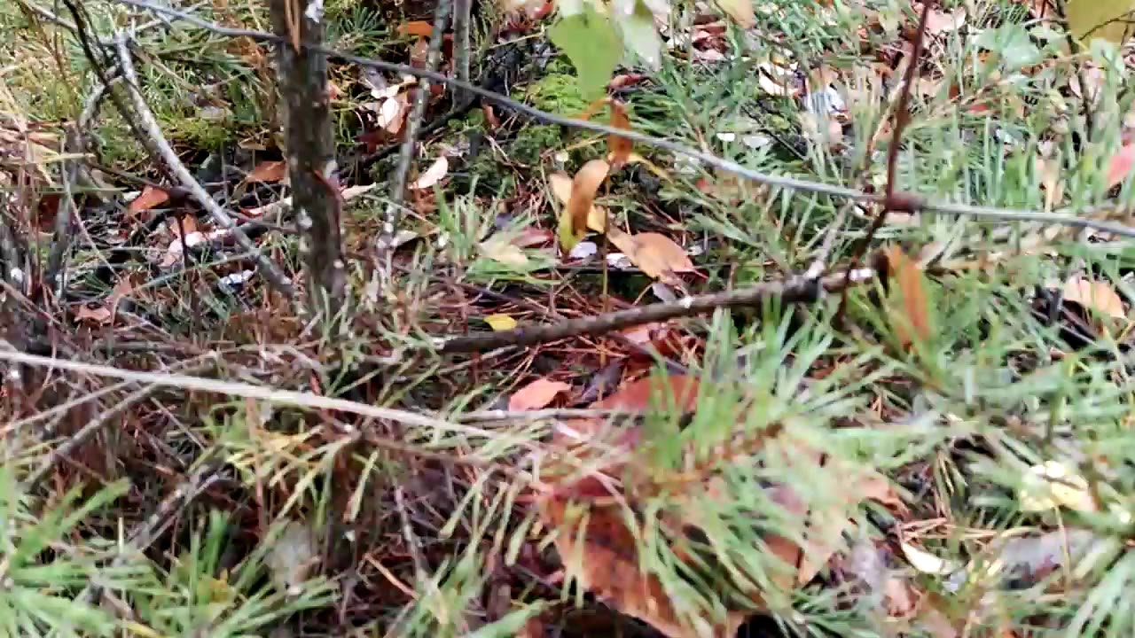 Piękne prawdziwki w dębach Puszczy Bydgoskiej.