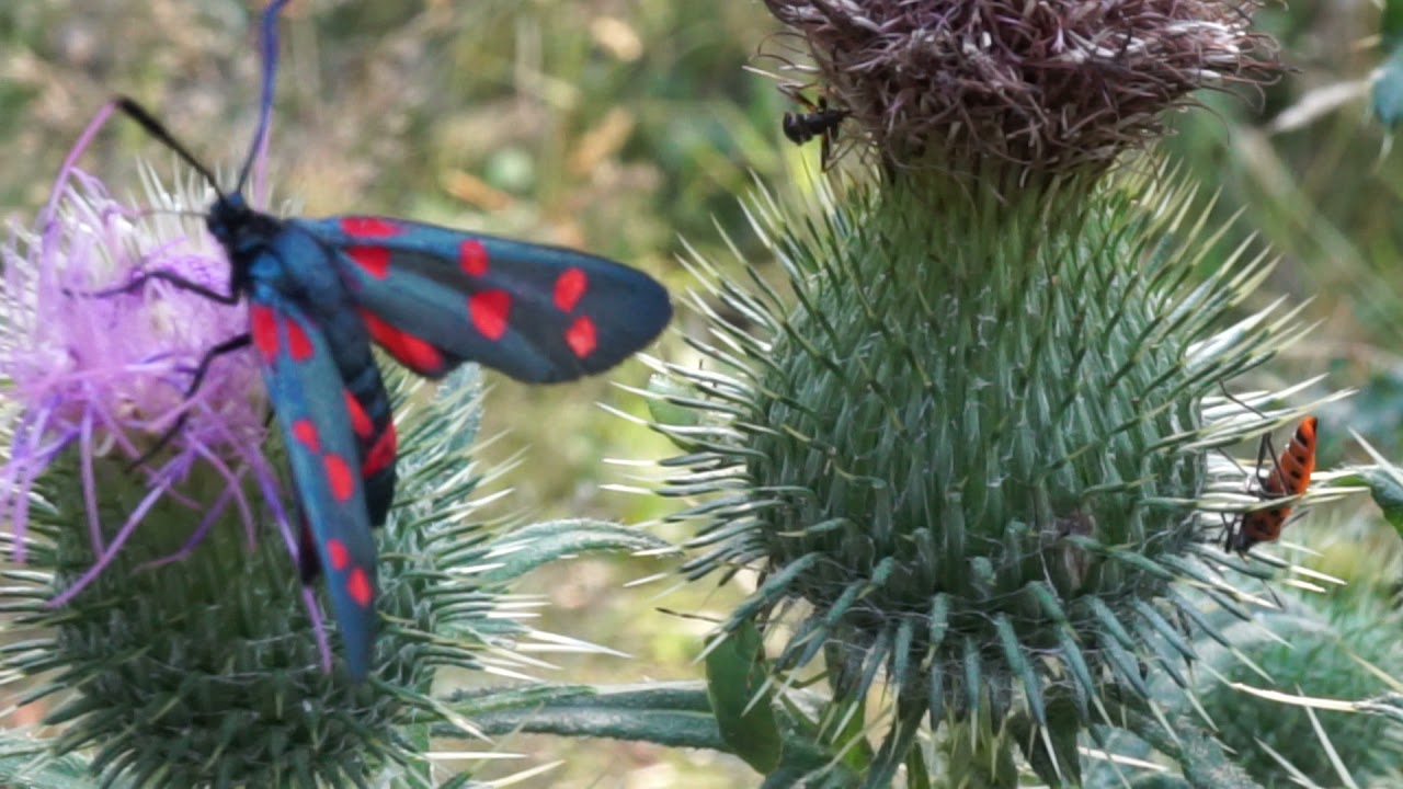 Kraśnik goryszowiec - Zygaena ephialtes