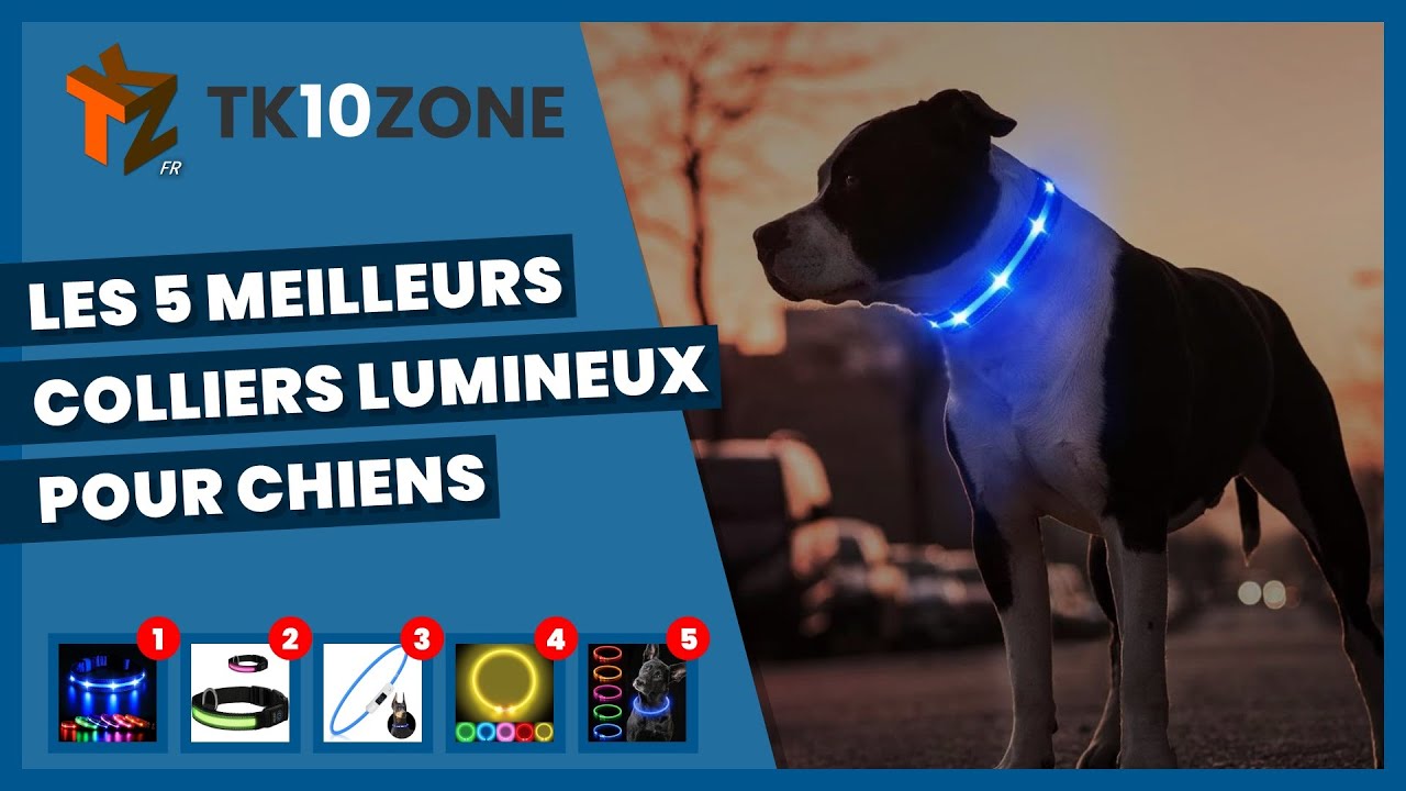 Les 5 meilleurs colliers lumineux pour chiens