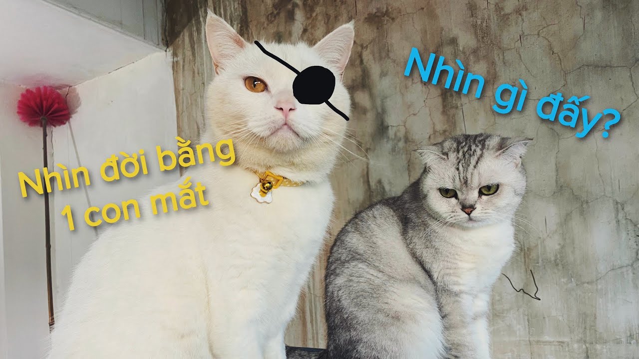 May bị đau mắt một bên, May chột| malygaugau