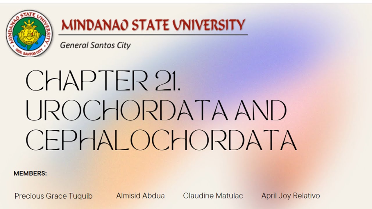 Urochordata and Cephalochordata | MarineBio 101 | Philippines