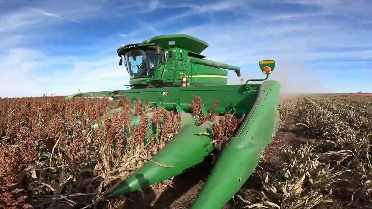 Sorghum (Milo) Harvest 