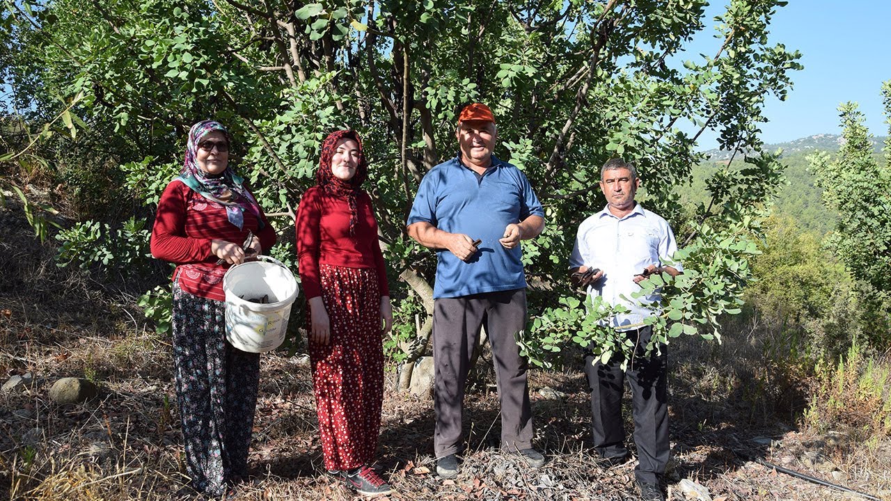 Hasat İçin 10 Yıl Bekledi, Pekmezinin Kilosunu 60 TL'den Satıyor