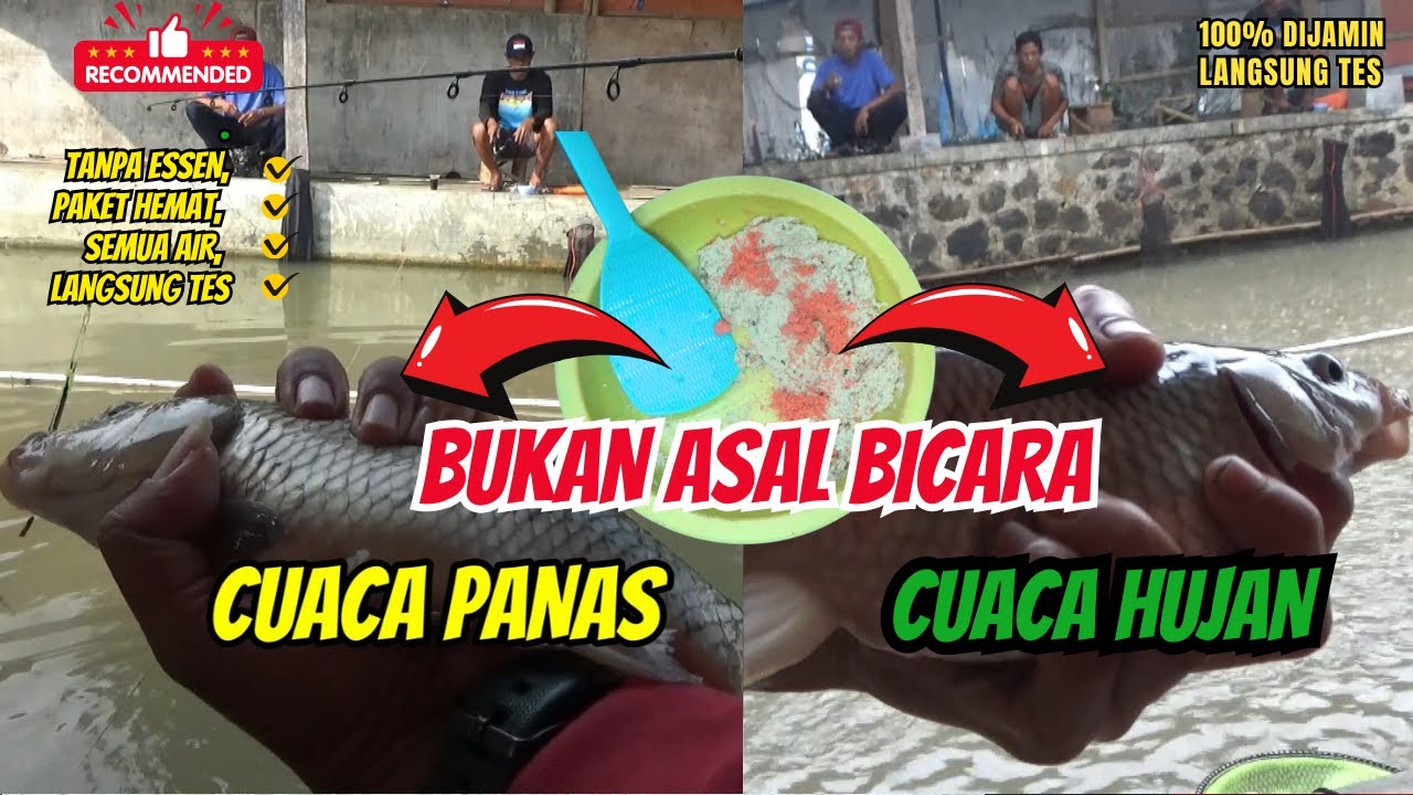 Terbaru 2025 langsung tes! umpan putih kukus mancing ikan mas paling jitu dan gacor panas dan hujan