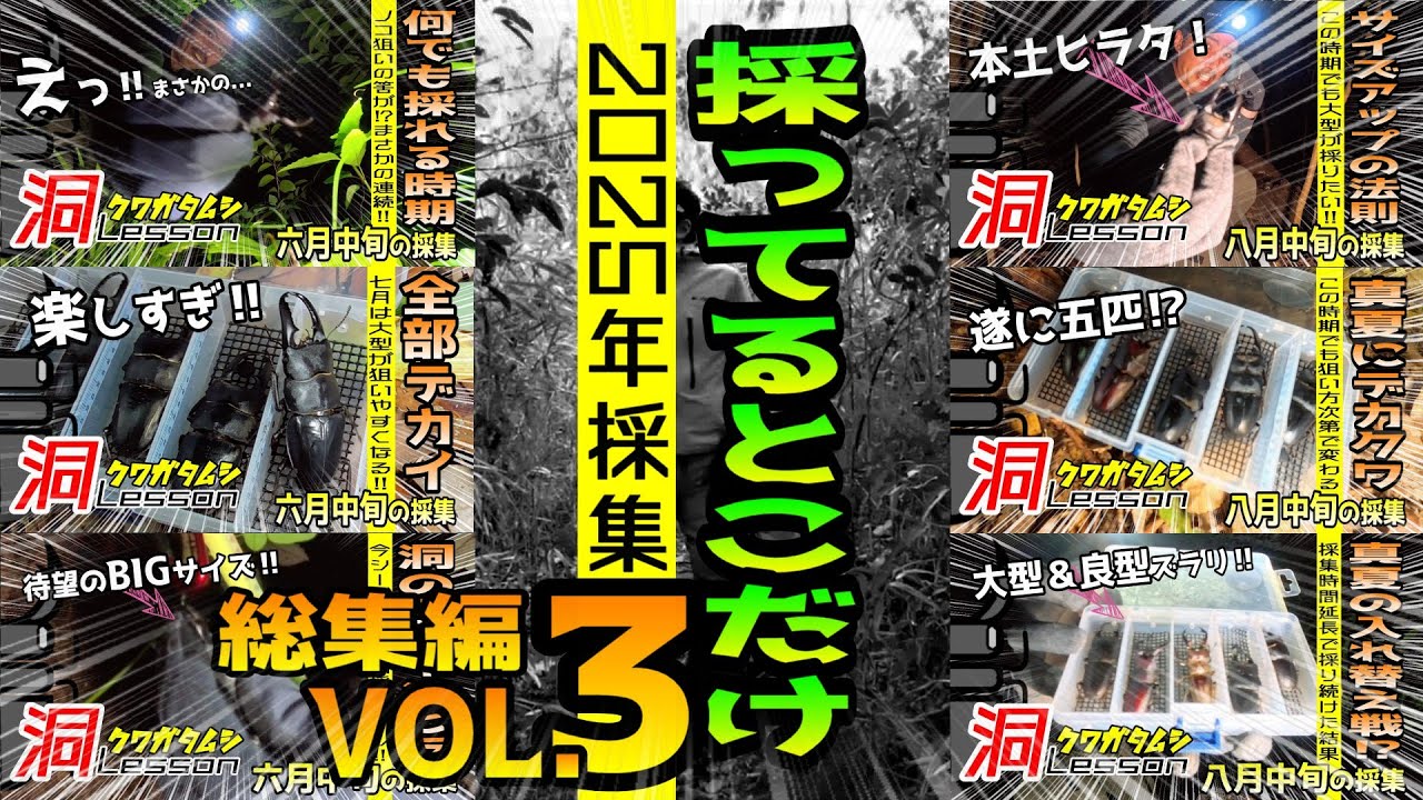 2025年クワガタ採集ベスト動画‼採ってるシーン総集編Vol.3【昆虫採集】