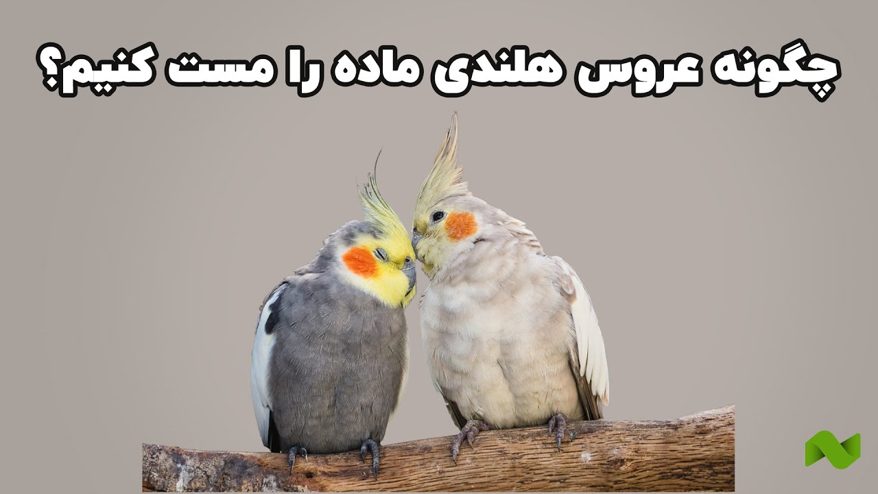 چطور عروس هلندی ماده رو برای جفتگیری آماده کنیم؟