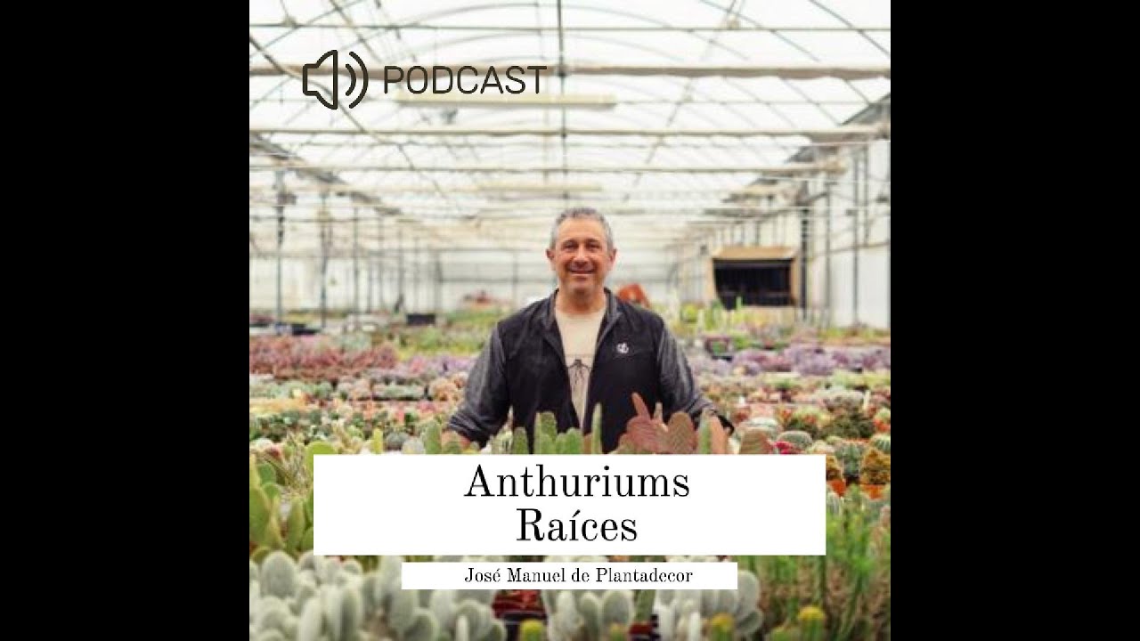 Anthuriums ¿Cómo son sus raíces y qué sustrato necesitan?