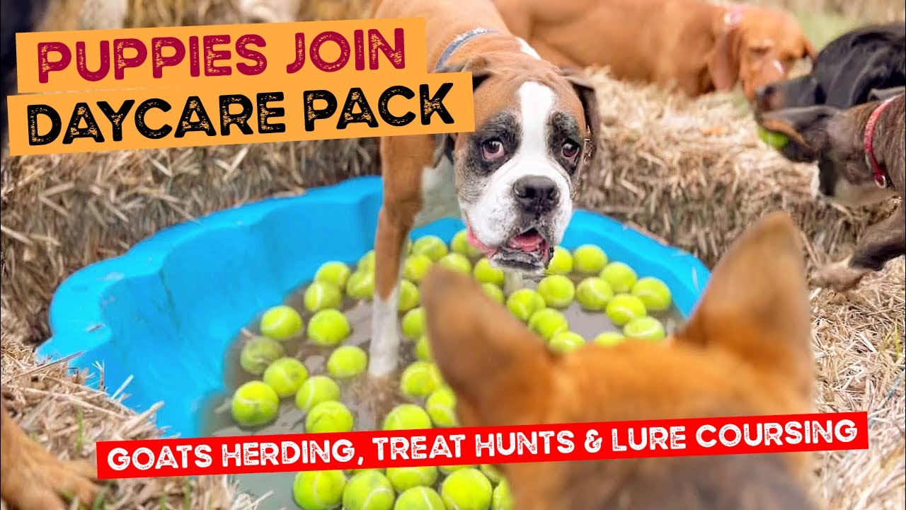 The Puppies join the Daycare Pack, Tilly and Jimmy herd the goats, Treat Hunt, Lure Course
