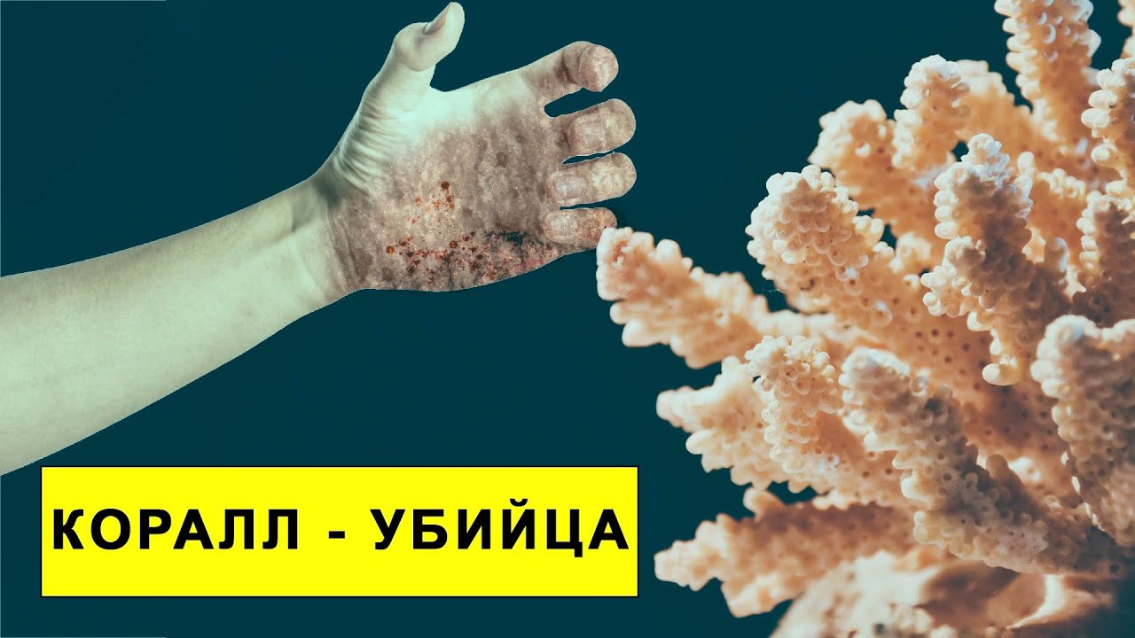 5 самых опасных кораллов НА ПЛАНЕТЕ