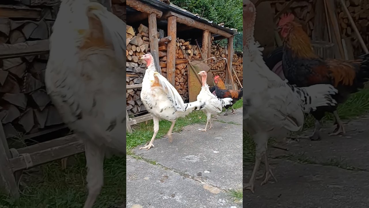 Tacchini e gallo 🦃🦃🐓 