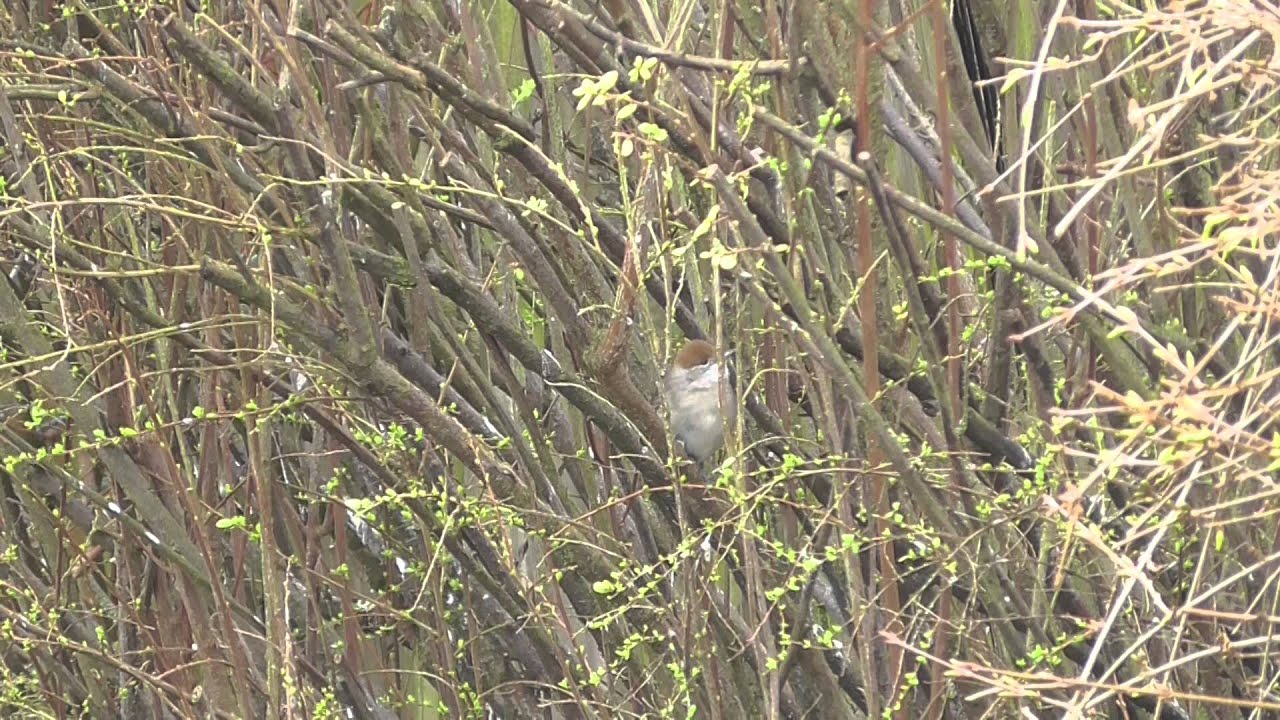 Blackbird washing & Female Blackcap sings 20Mar15 Cambridge UK 847am