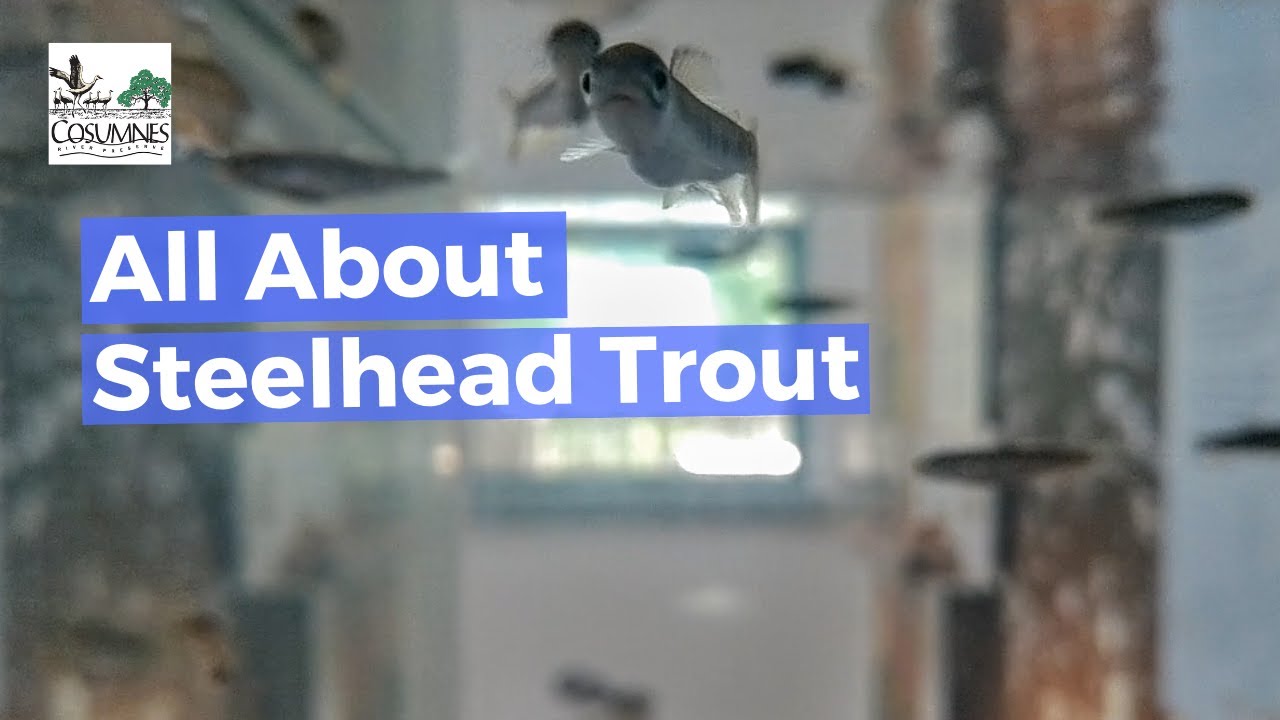 What Are Steelhead Trout?