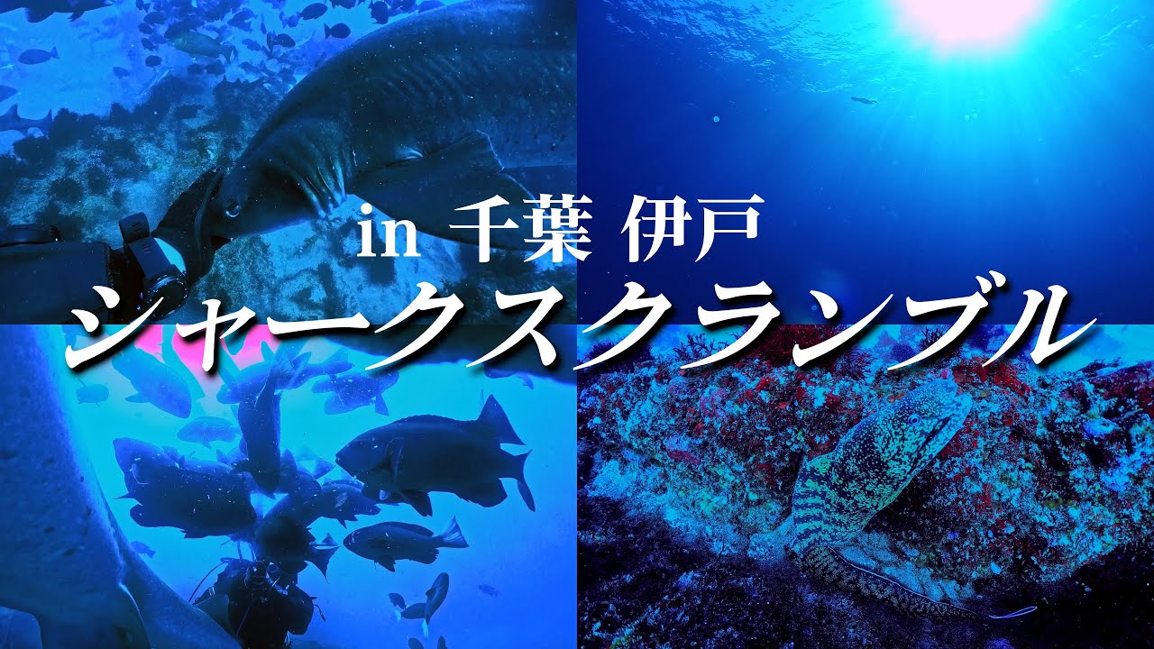【4K・水中映像】真冬の千葉伊戸でシャークスクランブル！【2025年02月】