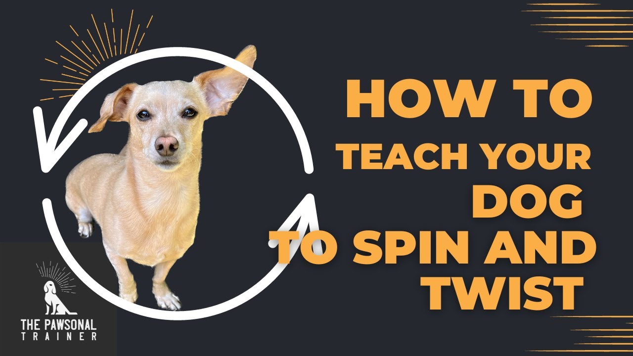 Hot to teach your dog to Spin and Twist