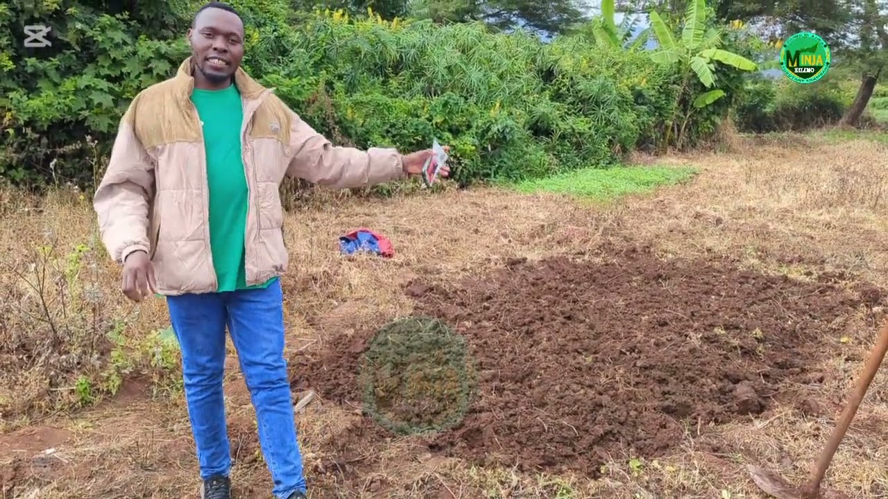 MAANDALIZI YA KITALU CHA NYANYA