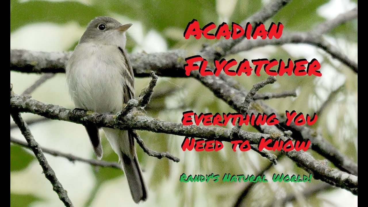 The Acadian Flycatcher: Everything You Need to Know