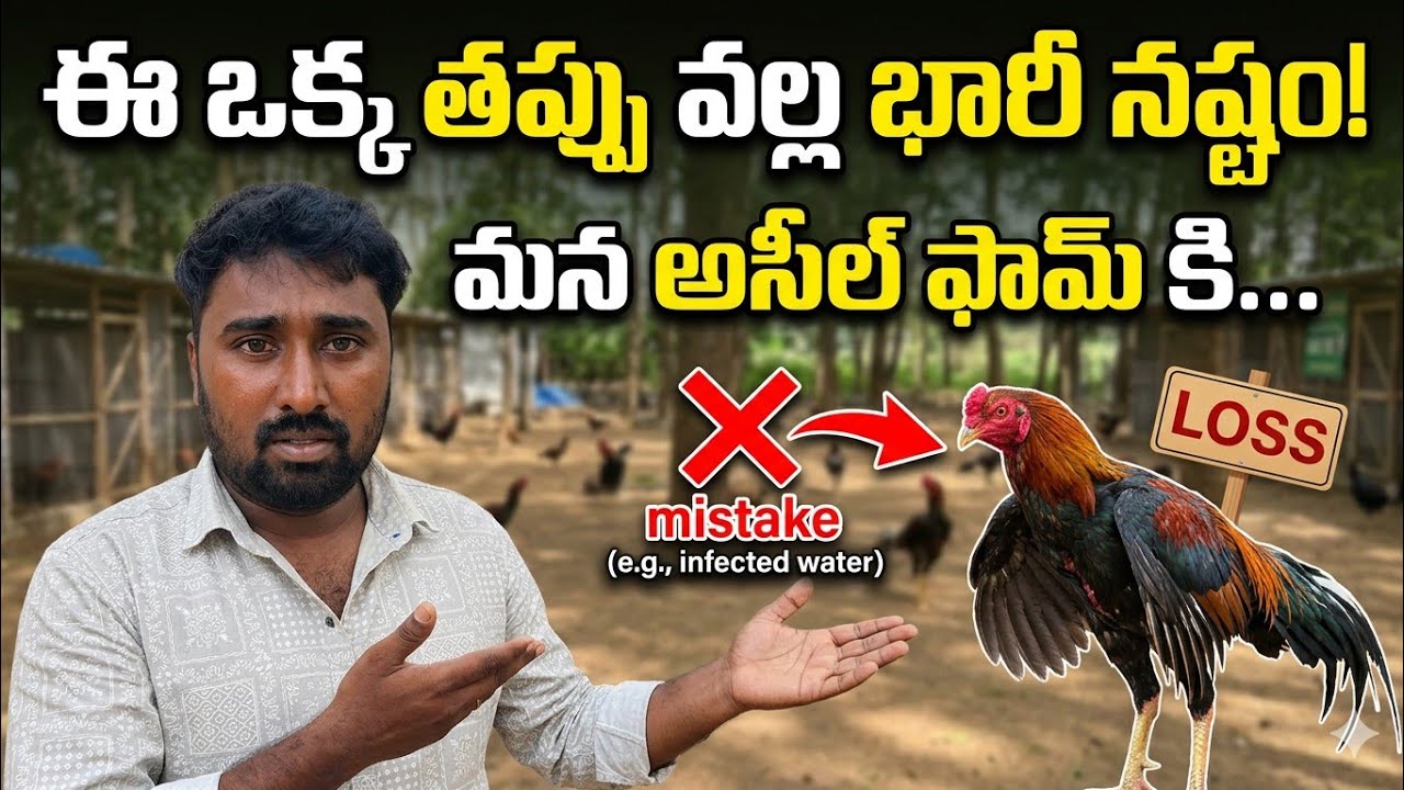 #కోళ్ల పెంపకంలో నేను చేసినతప్పు మీరు చెయ్యకండి chesenebig los in my fam 😌