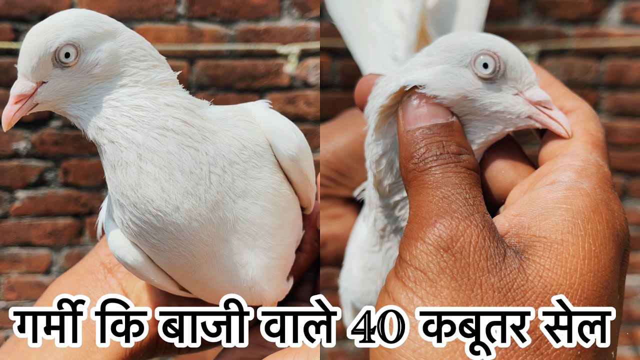 11/03/2026 | गुरदेव वाले नसलो के 40 कबूतर फॉर सेल | मॉब-7895507817 | गरमी कि बाजी के लिए बिल्कुल | 