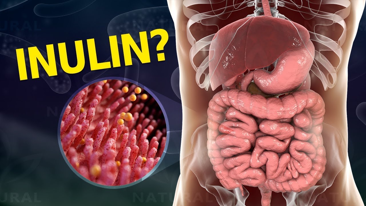 Why Your Gut Needs Inulin and How To Get It