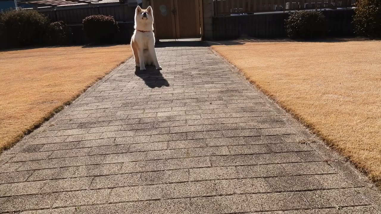 今日から2月なので秋田犬をハンドサインだけで制御してみた。