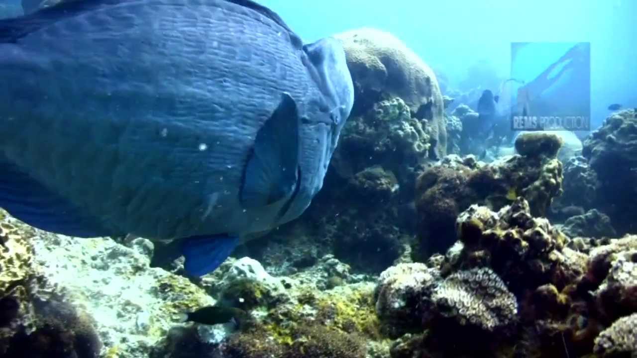 Diving D'Lagoon, Perhentian Islands, Malaysia