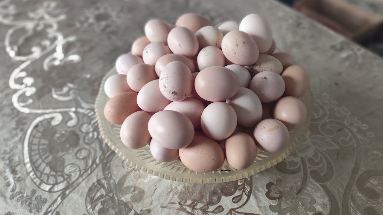 Nənəm gilə gəldim. 1 günlük toyuqların yumurtası. 