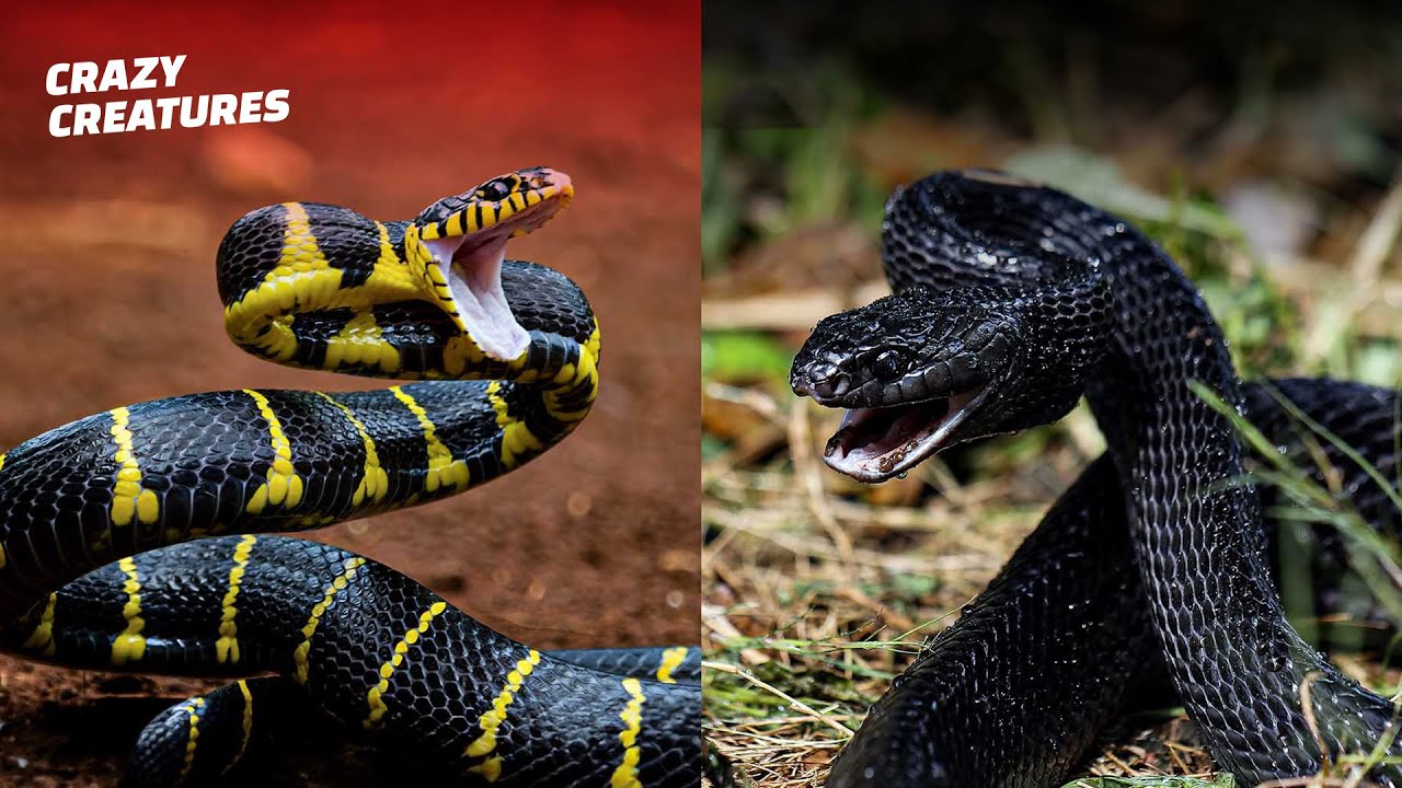 Deadliest Snake Encounters Caught on Camera