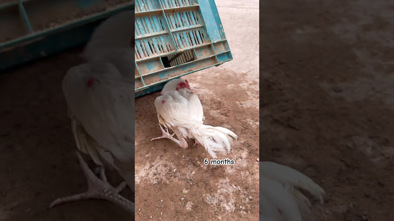 White chick 🐥 to big white Aseel male.
