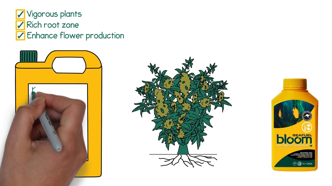 Bloom Seafuel - Product Video