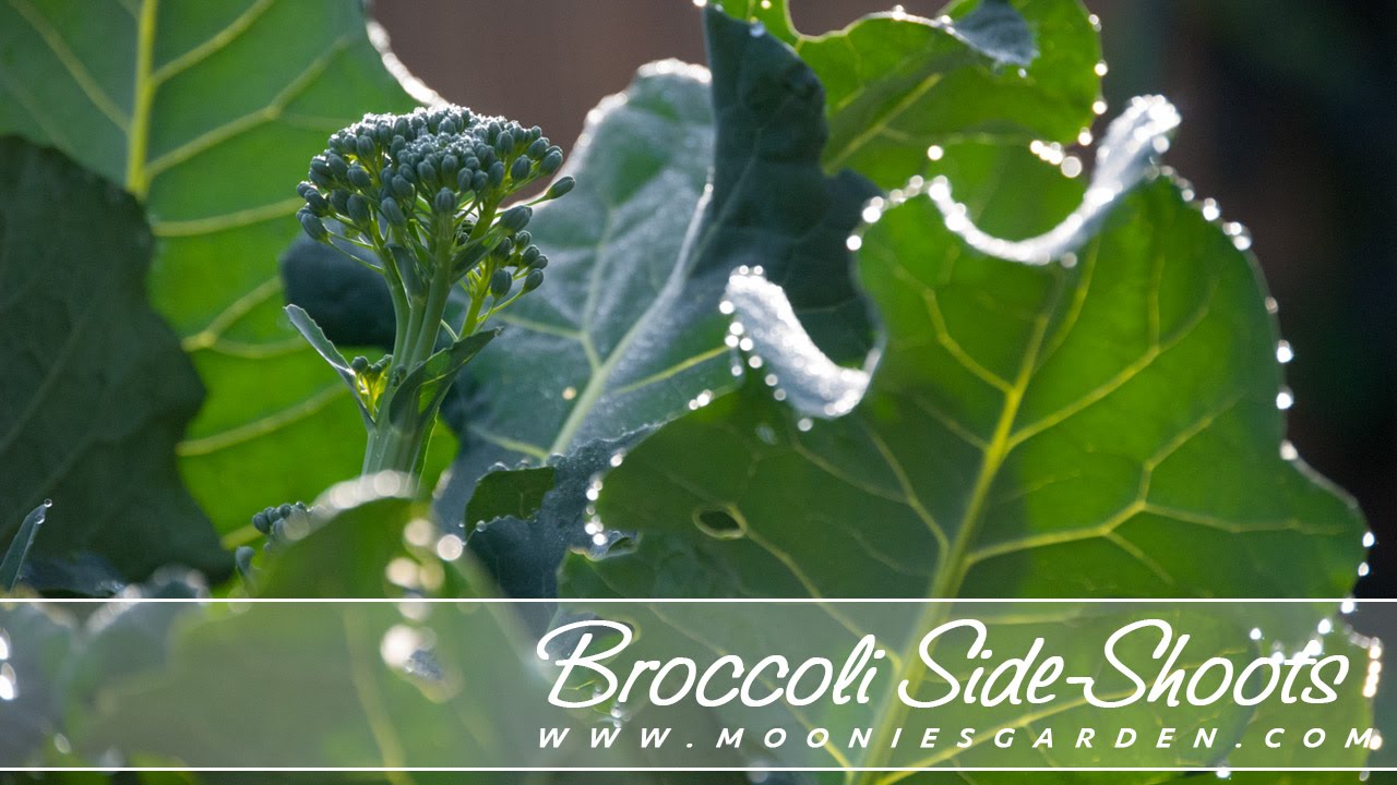 About Broccoli Sideshoots