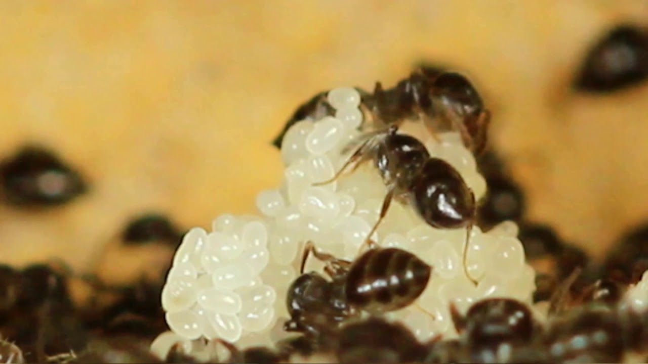 Ants Can Be Pets: Crematogaster sp.