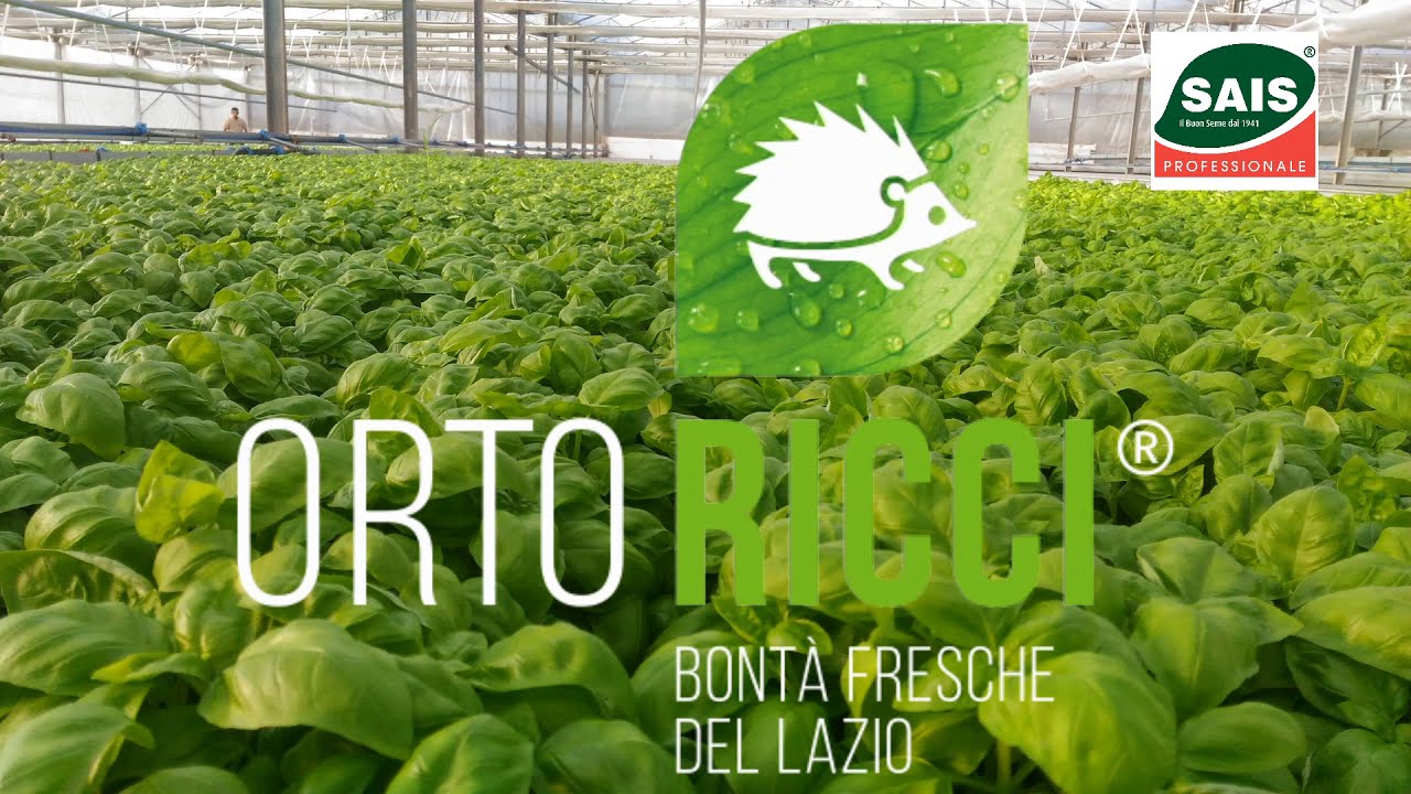 ORTO RICCI ha scelto il basilico di SAIS Sementi