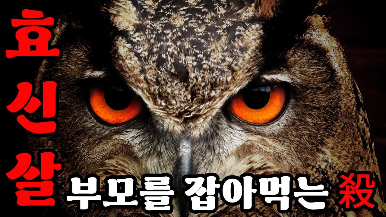 『효신살』 올빼미 梟｜신살론