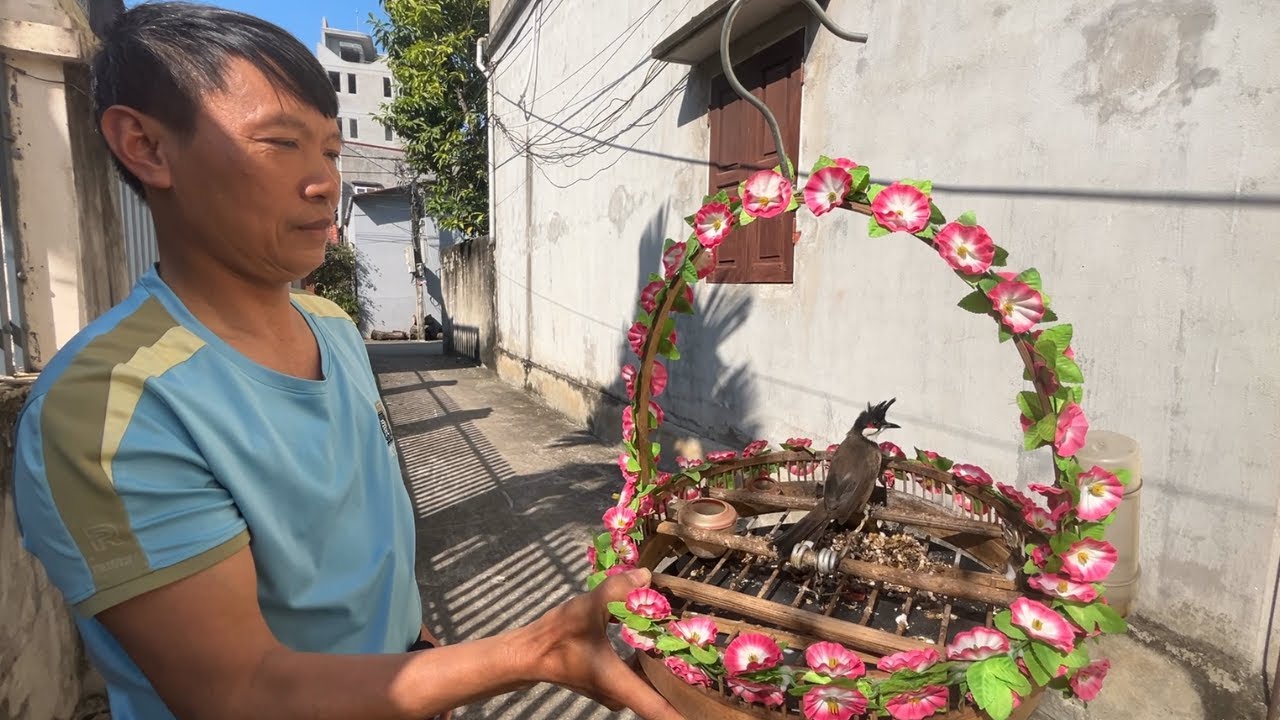 Đi Tuyển Chim Chào Mào B.ẫy Đấu,Tình Cờ Gặp Bác Sở Hữu Chú Chim ''Mào Lân'' Nuôi Lồng Trần Siêu Đẹp.
