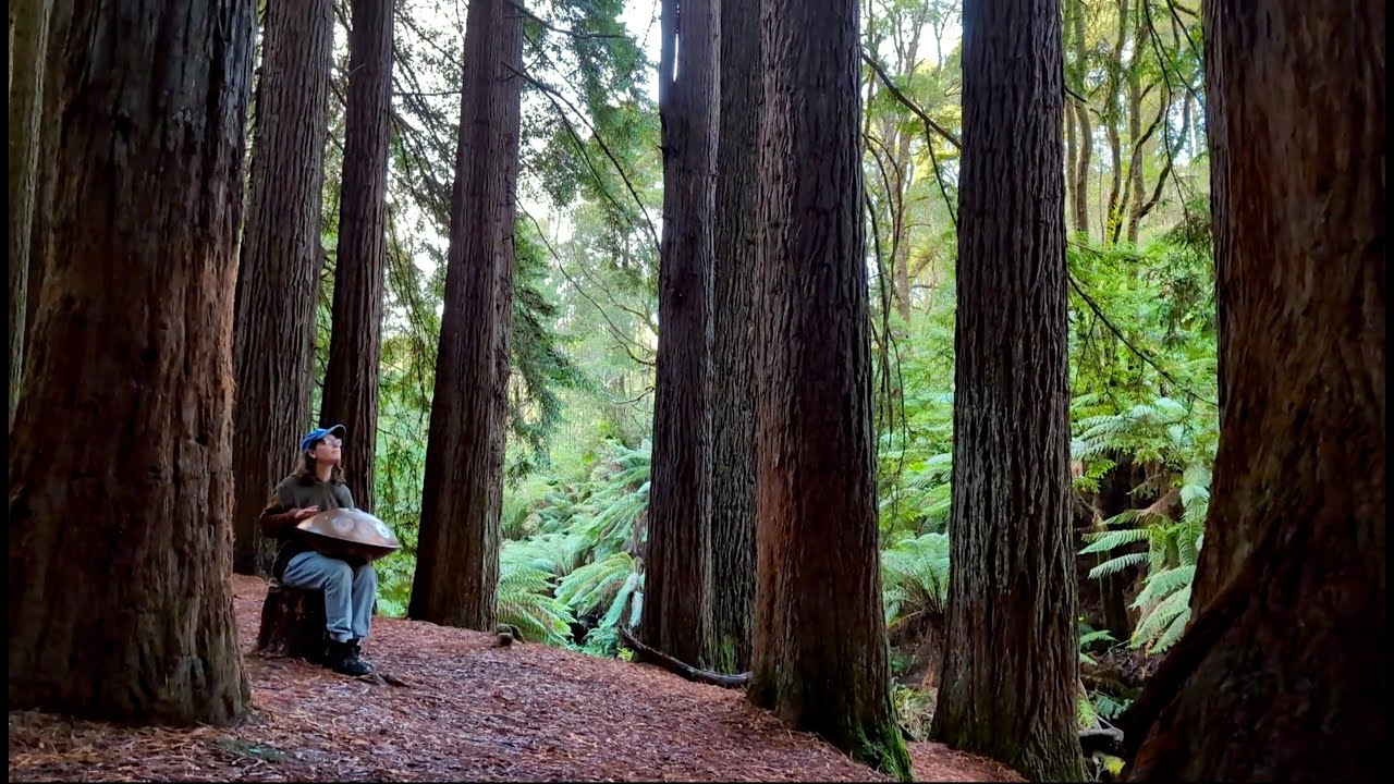 Beneath The Redwoods - Amy Naylor | Handpan Music