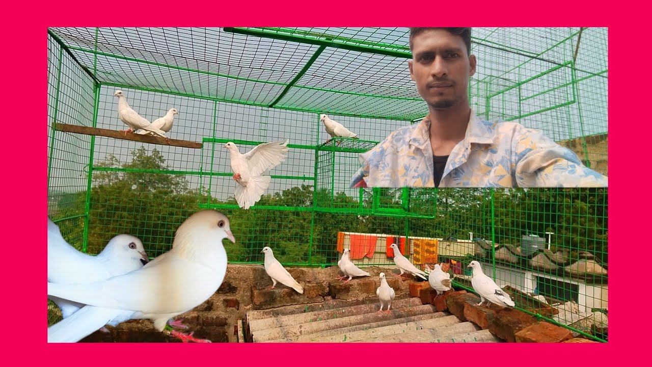 রক্তের খরচ মাল বাইয়ের রেজাল্ট #pigeon #Shorts #Video#birds 