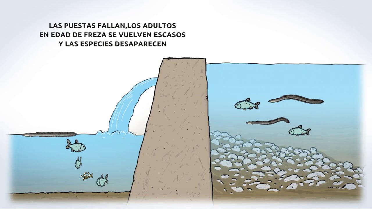 Recuperemos la continuidad de nuestros ríos