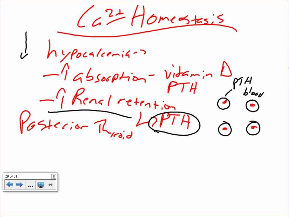 Bone Histology and Remodelling.wmv