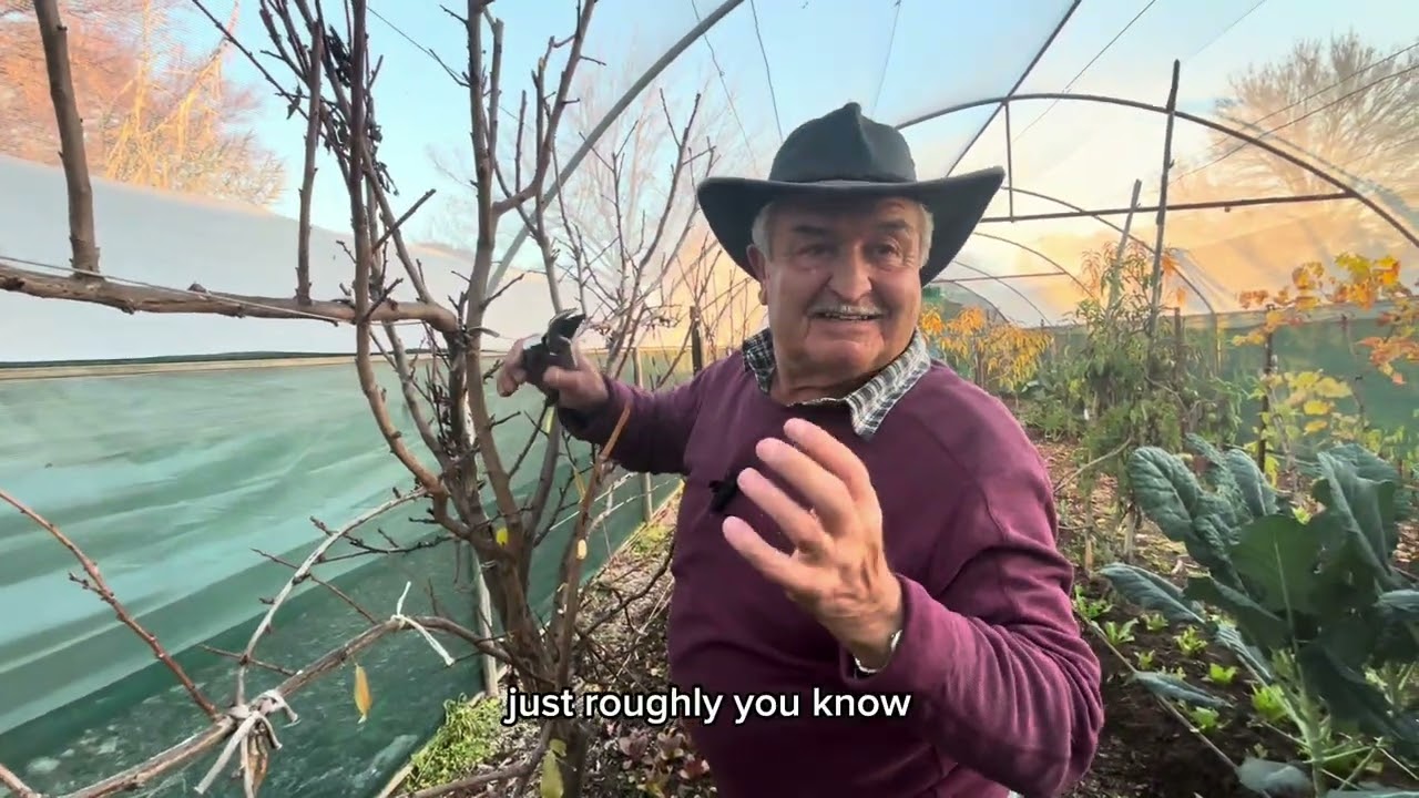 How to Prune a Plum Tree | Espalier Pruning Tips with Nick