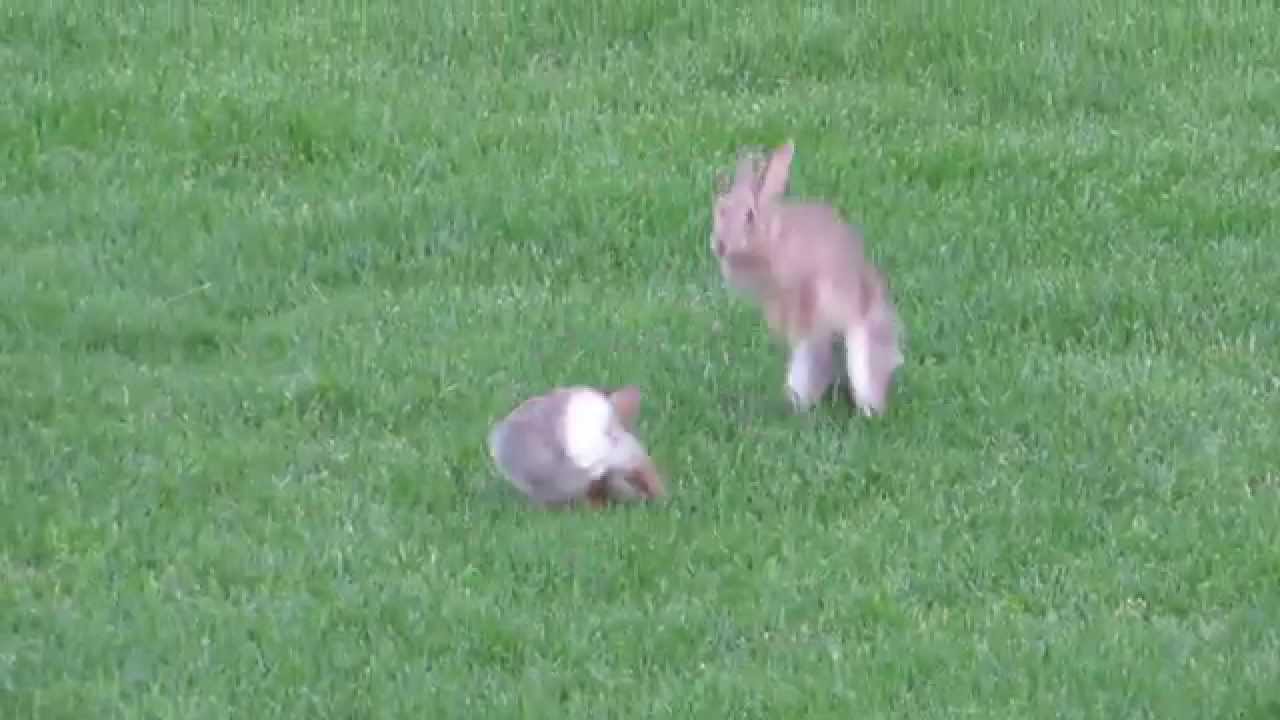 Jumping bunnies