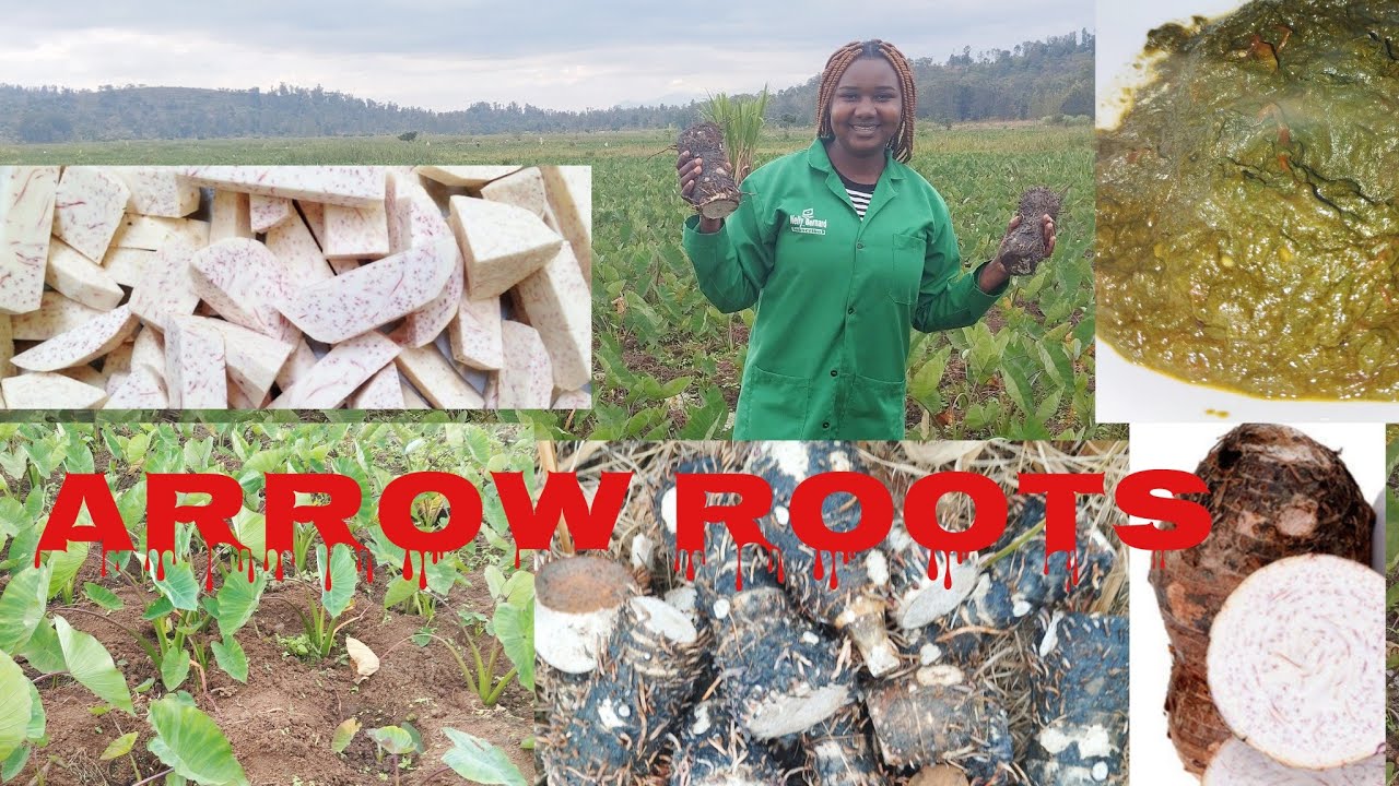 How to  grow arrowroots in swampy areas|| 20years experience