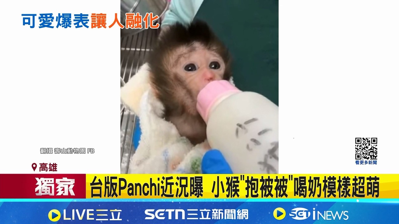 三立獨家│台版Panchi近況曝 小猴