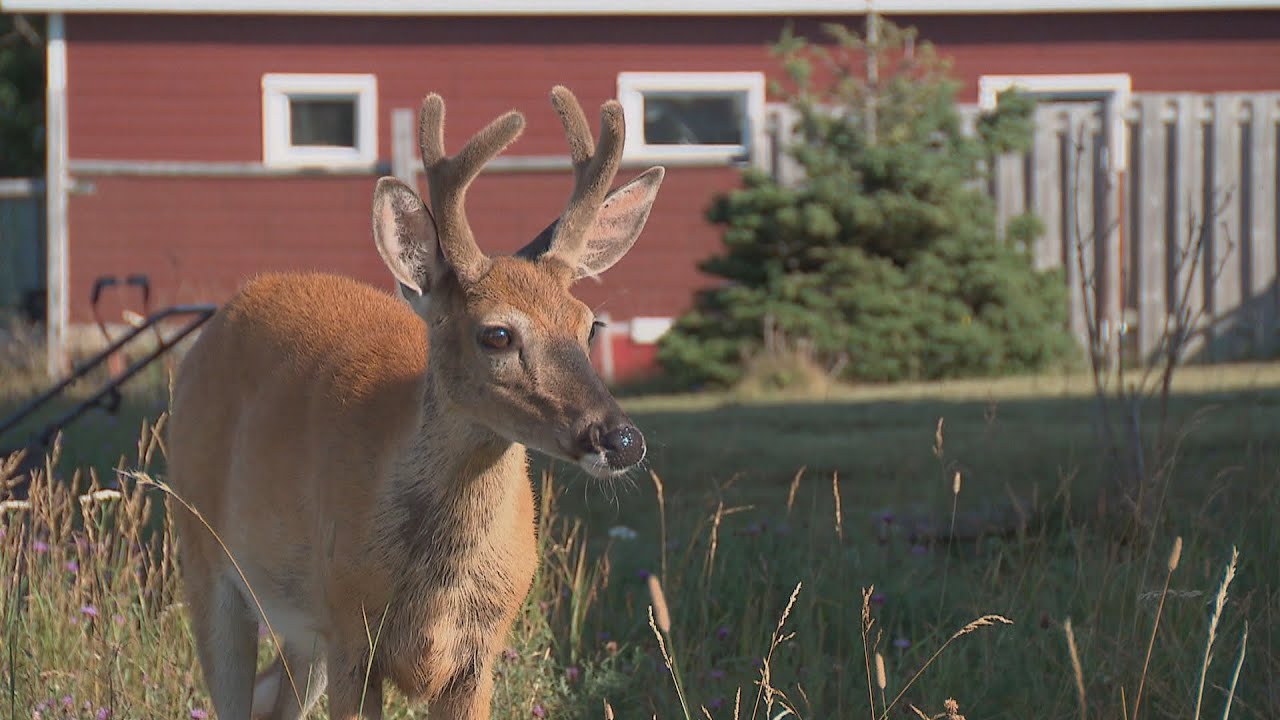La semaine verte | Le règne du cerf de Virginie sur l'île d'Anticosti