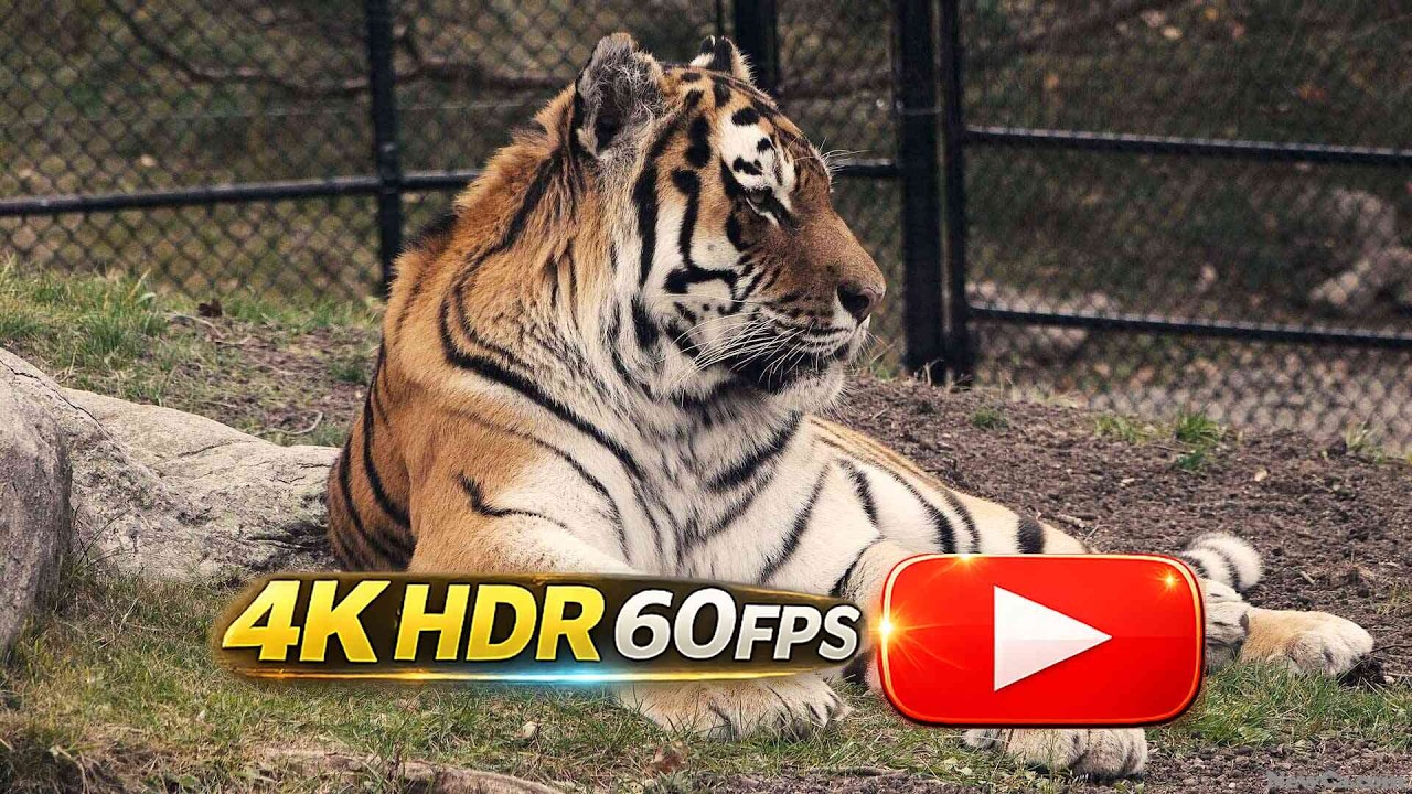 🐯 Meet “Vasili” and “Kira” at the Toronto Zoo's Amur Tiger Exhibit 🐻🌳🦧 2018 (4K)