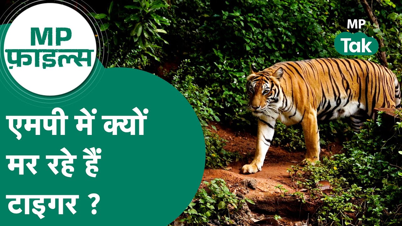 MP Files: Madhya Pradesh में लगातार हो रही Tigers की मौत, क्यों MP में मर रहे Tigers !