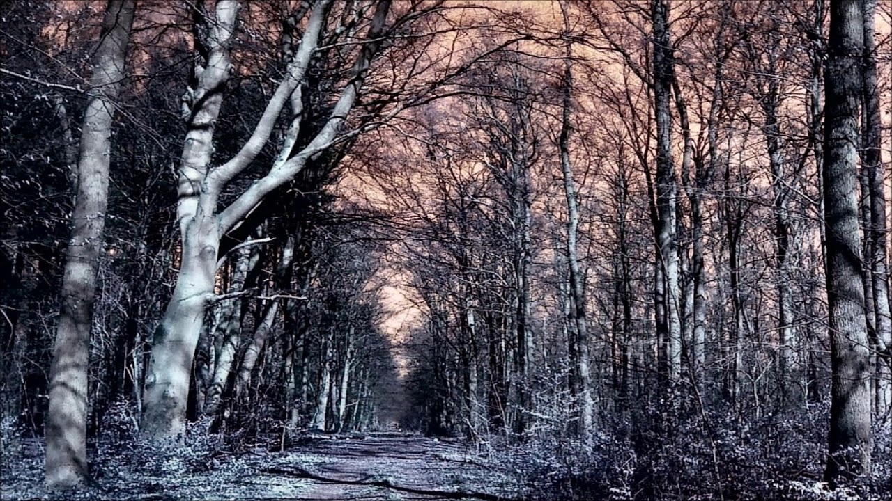 Frederic Chopin - Mysterious Forest