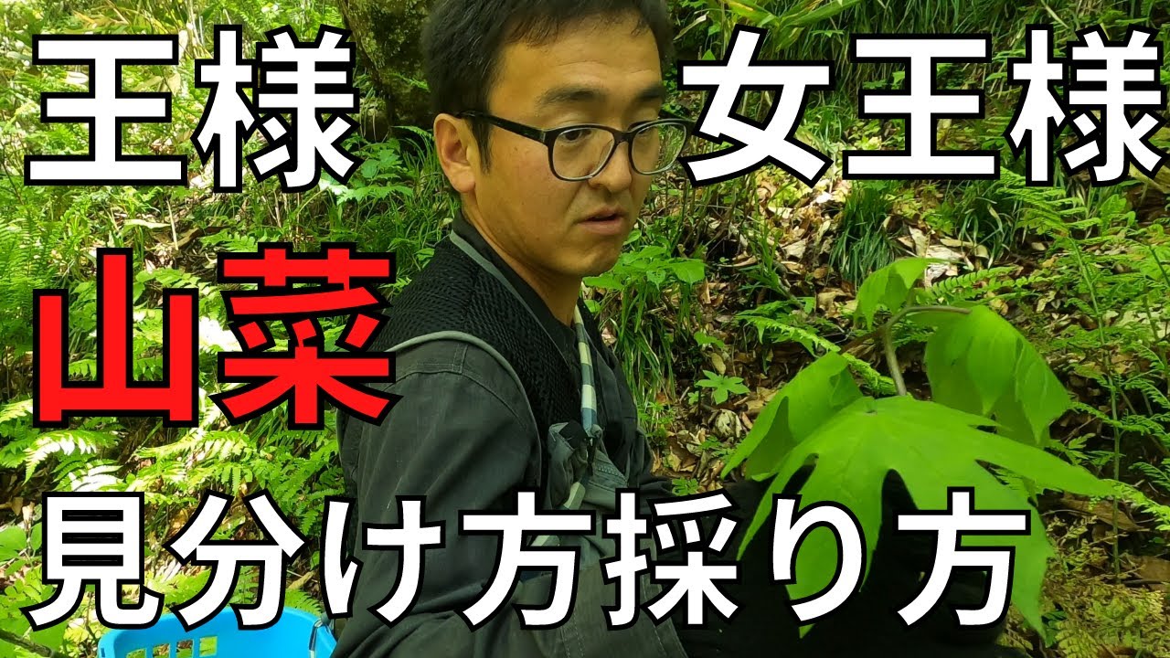 【山菜採り】シドケ（モミジガサ）アイコと葉わさびの見分け方、採り方、やっぱりウド掘りは面白い｜宮城県の田舎暮らしの日々の出来事