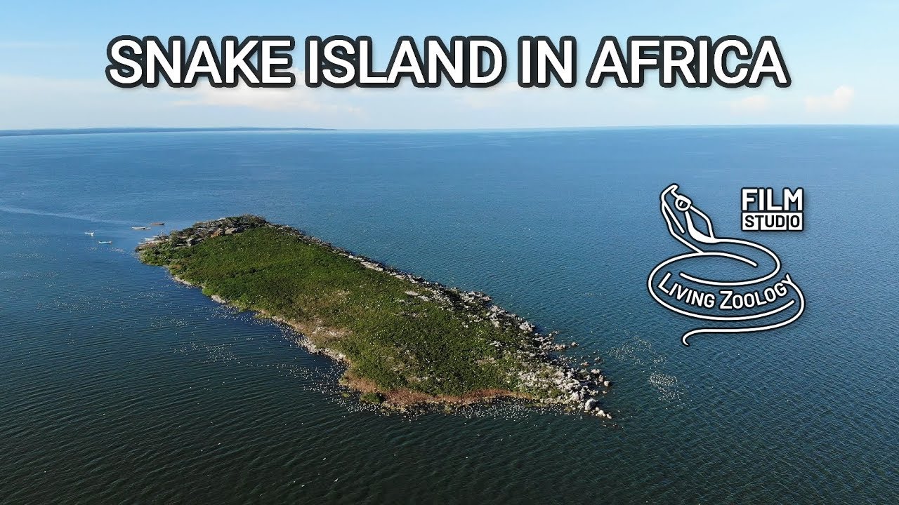 Snake island in Africa - Musambwa island with deadly Forest cobras